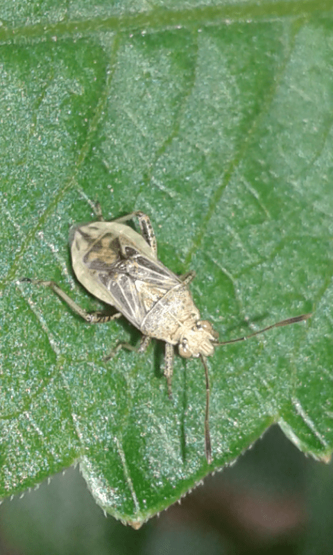 Stictopleurus sp. (Rhopalidae)?